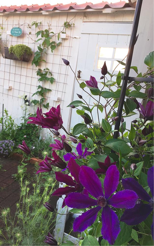 クレマチス アフロディーテ エレガフミナの投稿画像 By Akiさん 植えっぱなしときれいな色と長く楽しめると毎年咲くとガーデニングと花のある暮らし 18月5月12日 Greensnap グリーンスナップ