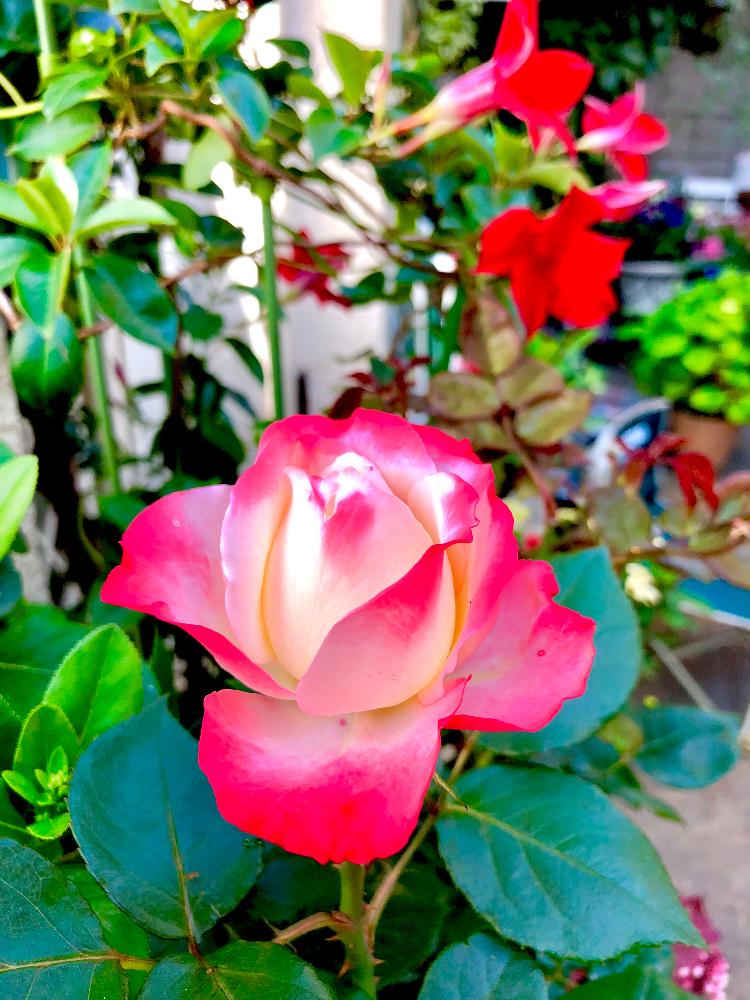 薔薇 ノスタルジーの投稿画像 By まちすけさん サンパラソル クリムゾンと鉢 プランター専門と半日陰と開花 とアスファルトの小さな庭と植中毒とグラデーションの花びらと花のある暮らし 18月5月12日 Greensnap グリーンスナップ