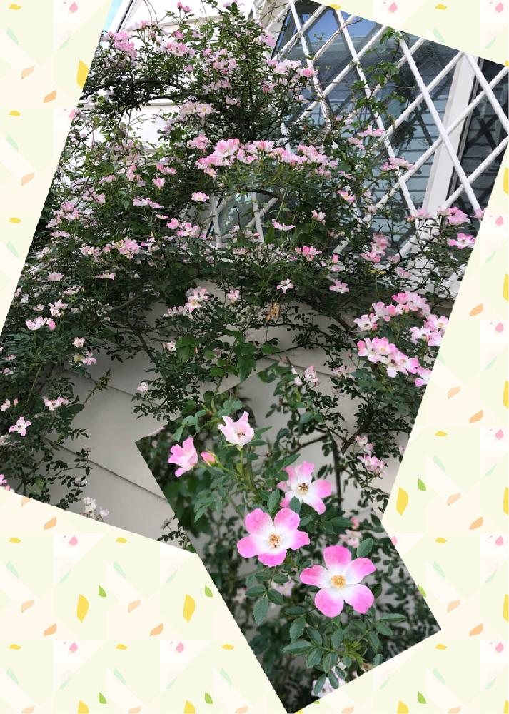 一季咲きの投稿画像 By 松ぼっくりさん ばら バラ 薔薇と手作りの庭とつるバラと薔薇のある暮らし とバラのシュートとピンク色の花とかわいいと小輪 18月5月12日 Greensnap グリーンスナップ