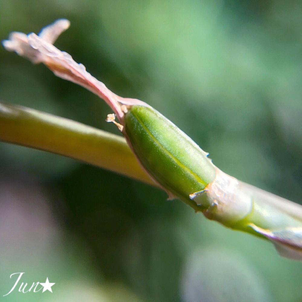 Haworthia Obtusaの投稿画像 By Jun さん オブツーサと多肉植物と開花 とハオルチア属と結実とgs日和とhaworthia ハオルチア ハオルシアと植中毒と受粉とハオルチアブラックオブツーサとタニラーとハルオチアオブツーサと 花のある暮らしとかわいいとバルコニストとiphone