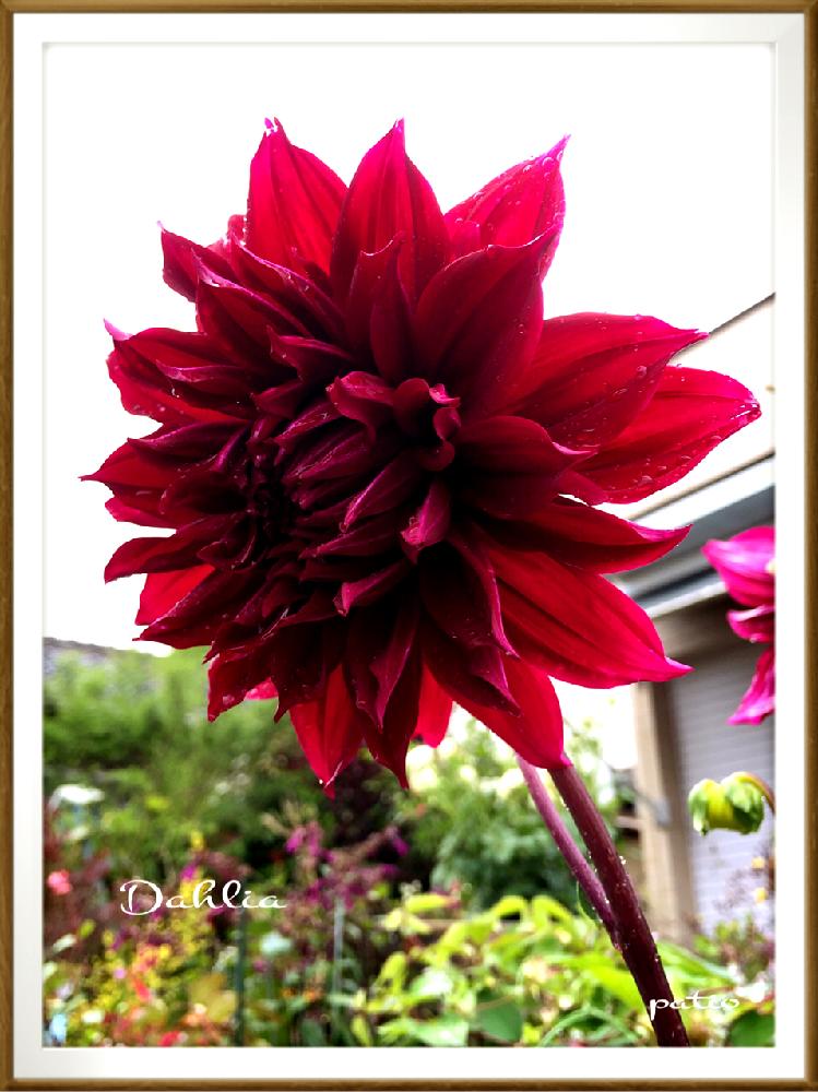 華金剛の大輪種ダリア エレジー の投稿画像 By たかさん キク科 と大好き とお気に入り と癒しと大輪種ダリア とエレジー とガーデニングと華金剛 18月5月12日 Greensnap グリーンスナップ