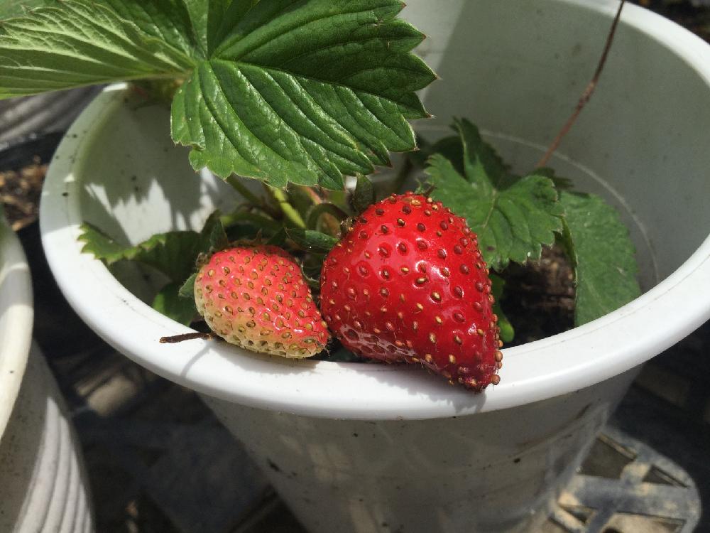 バラ 科 の 果物