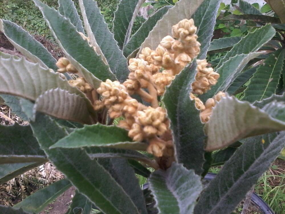 ビワの投稿画像 By Matisiaさん チェンマイと果樹と食べられると楽しい家庭果樹と美味しいと果物とくだものと植中毒と温帯果樹と家庭果樹とタイでガーデニングと広い庭と300いいね とチェンマイと果樹と食べられると楽しい家庭果樹と美味しいと果物とくだものと植中毒と