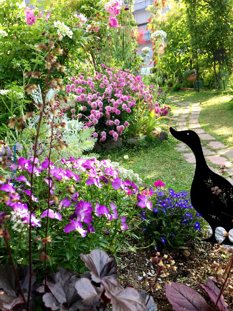 半日陰の投稿画像 By すみれさん ナチュラルガーデンと庭木と花のある暮らしと薔薇 18月5月12日 Greensnap グリーンスナップ