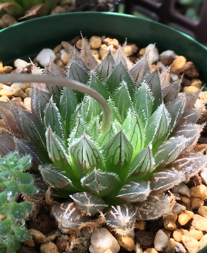 ハオルチアの投稿画像 By さかなさん ハオルチア ゴルドニアナと多肉植物とハオルチア原種とハオルチア属とゴルドニアナ 18月5月12日 Greensnap グリーンスナップ