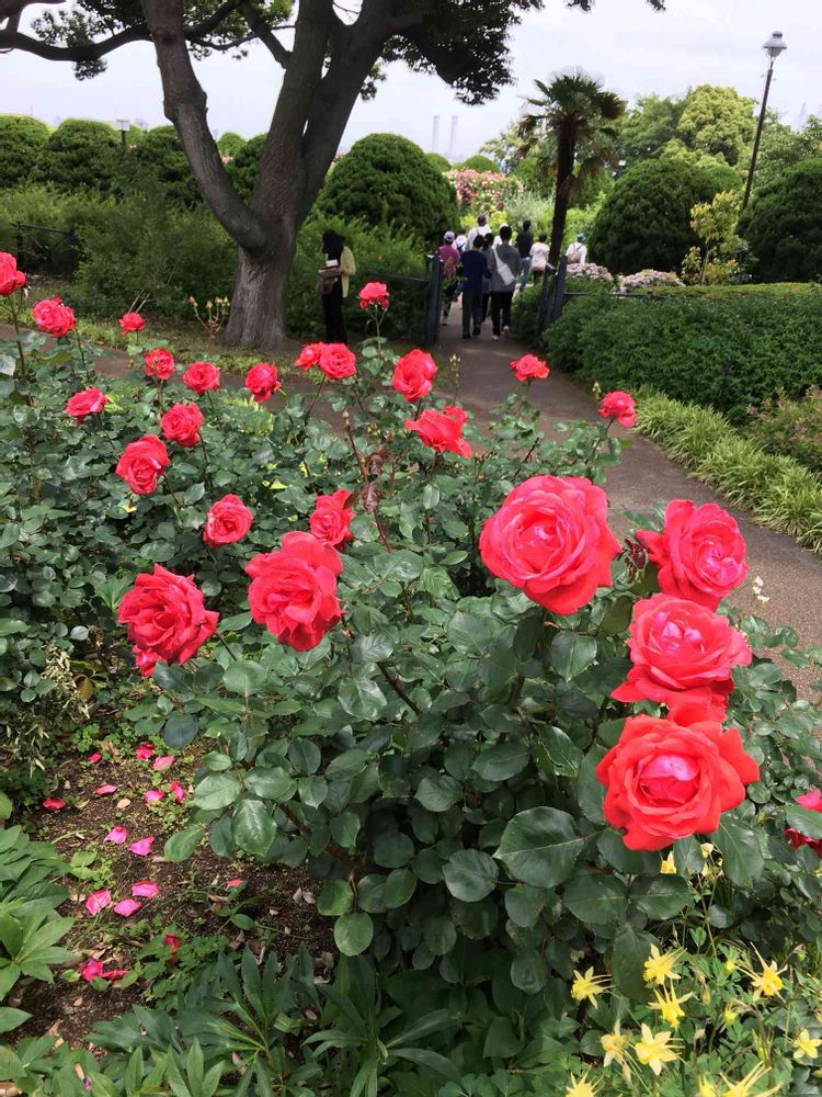 hi-kissさんの港の見える丘公園への投稿