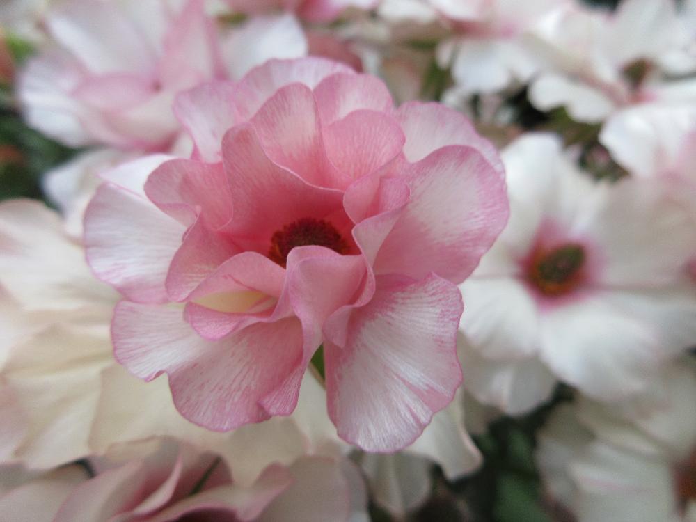 ラナンキュラスの投稿画像 By たまちゃんさん ラナンキュラス ラックス アリアドネとお気に入り と球根植物 18月5月12日 Greensnap グリーンスナップ