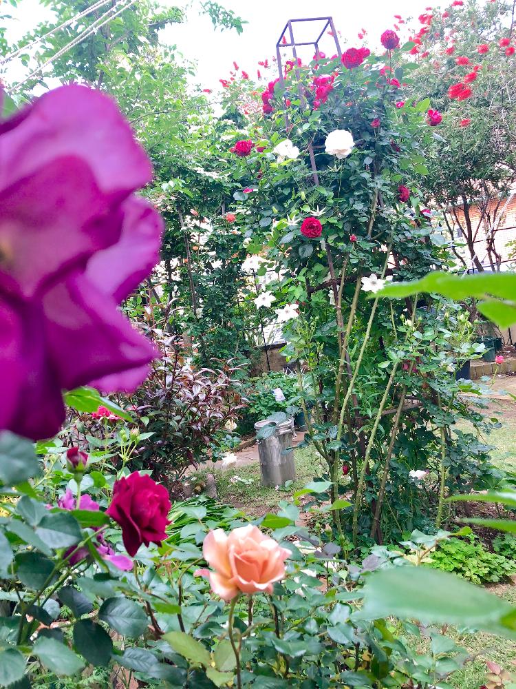 バラ シュラブローズの投稿画像 By みわぞぅさん 薔薇好きと手作りの庭と風景写真とgs映えとつるバラと花自慢とgs日和と鉢植えとナチュラルスタイルとガーデニングと花のある暮らしと薔薇 とロザリアンとバラを楽しむと庭の宿根草と咲いた 18月5月12日