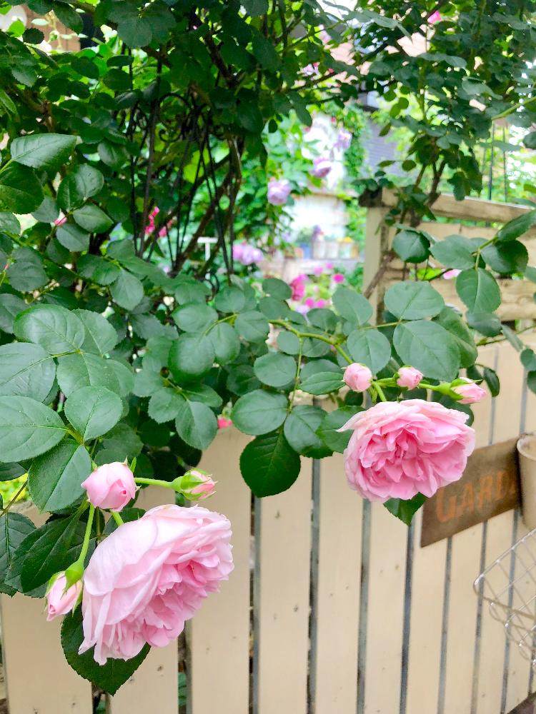 バラ シュラブローズの投稿画像 By みわぞぅさん 薔薇好きと手作りの庭と風景写真とgs映えとつるバラ と花自慢と板壁diyとナチュラルスタイルとガーデニングと花のある暮らしと薔薇 とロザリアンとバラを楽しむと庭の宿根草と咲いた 18月5月12日 Greensnap