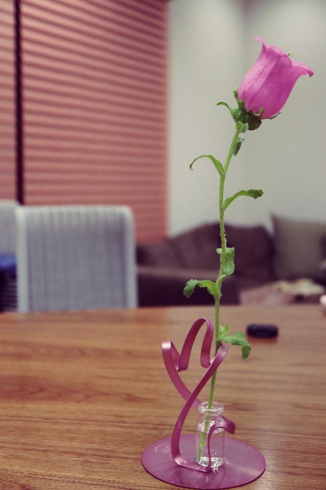 カンパニュラの投稿画像 By ゆうぴいさん 今日の一枚と花のある暮らしと切り花と植中毒 18月5月12日 Greensnap グリーンスナップ