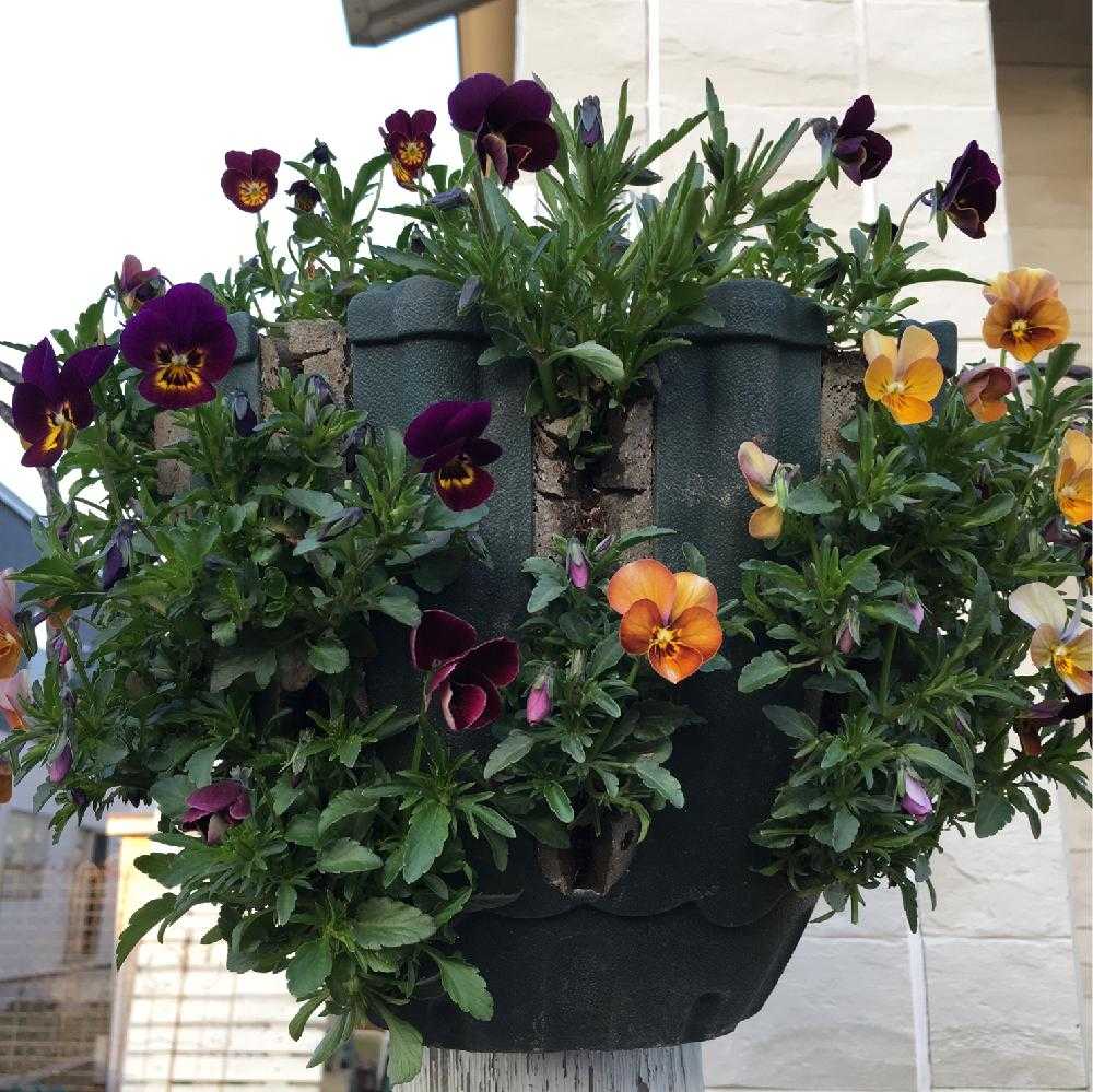 こぼれ種ビオラでハンギングバスケット Greensnap グリーンスナップ