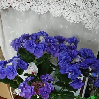 素敵な紫陽花の画像 by のりりんの森さん | 玄関とお花を楽しむとGS映えとフェアリーラブ紫陽花と花のある暮らしと素敵な紫陽花