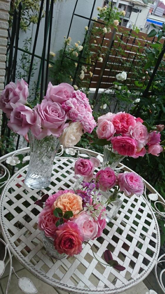 薔薇 の投稿画像 By マカロンさん 小山内健とギヨーとモネ バラとラデュレとfg ローズとモガ バラと香りが素敵 18月5月13日 Greensnap グリーンスナップ