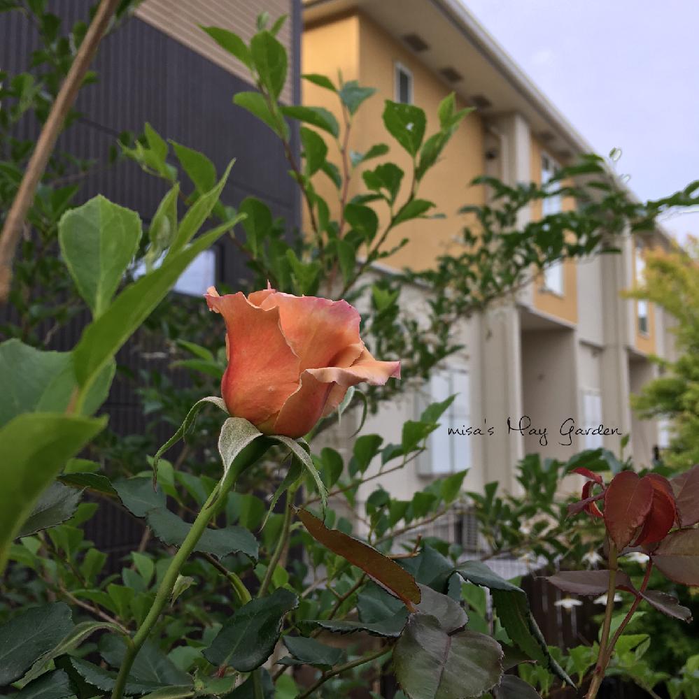 つるジュリアの投稿画像 By Misaさん バラのアーチとhtcと千葉県と薔薇愛同盟と花壇とつるバラと植中毒と いいね ありがとうと自慢のバラコンテスト18とhtc No 66とガーデニングと花のある暮らしとお庭とhtc社員と地植え 18月5月13日 Greensnap グリーン