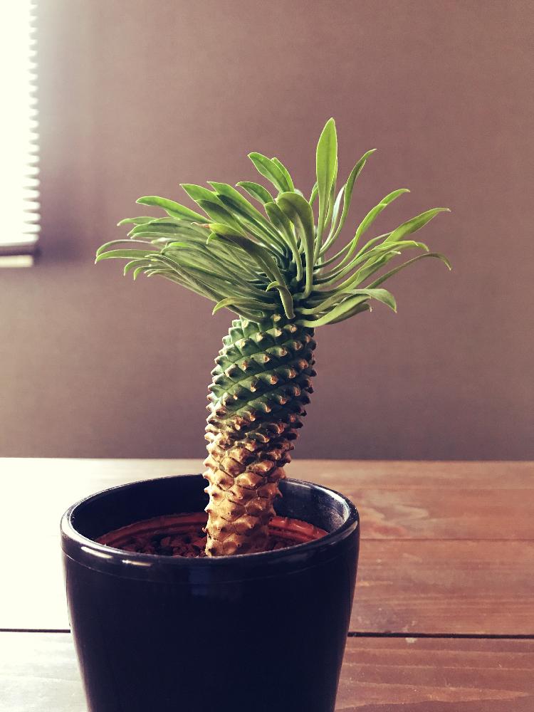 パイナップルコーンの投稿画像 By 潮風ウッディさん 観葉植物と癒しと成長中と緑のある暮らしとパイナップルコーン とあばれる君と毎日癒されます 18月5月13日 Greensnap グリーンスナップ