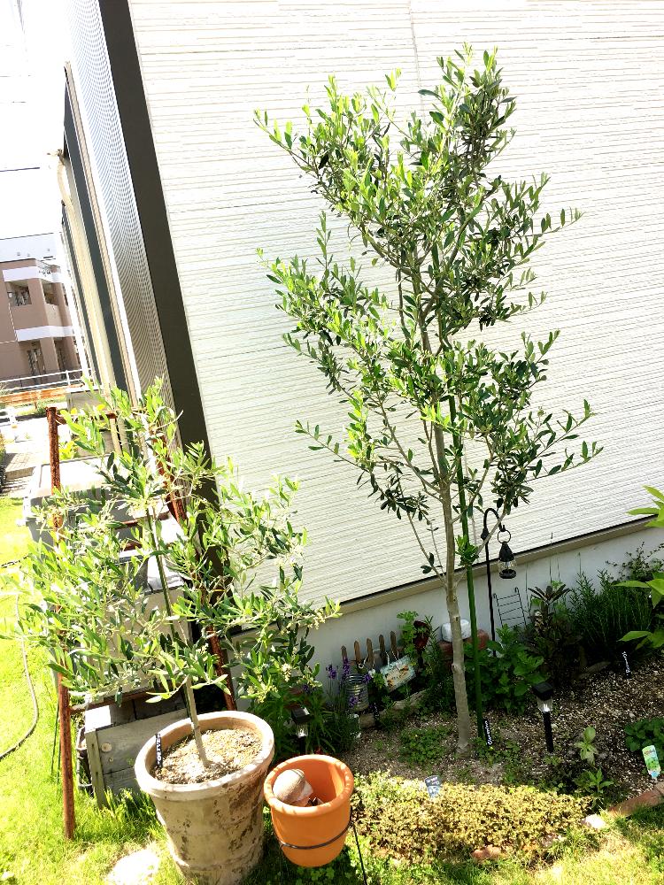 オリーブの木 シプレッシーノ - 植木、庭木