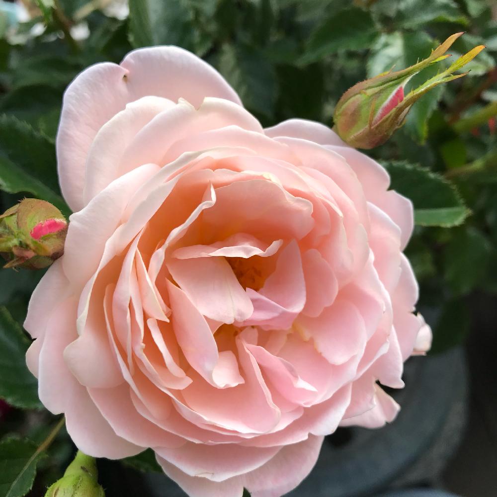 ばら バラ 薔薇の投稿画像 By 松ぼっくりさん 赤いツボミと葉っぱツヤツヤとウッドデッキとマイガーデンとつるバラと薔薇のある暮らし と照り葉と二度楽しめると新入りと美しいとサーモンピンクの花といい香りと濃厚ないい香り 18月5月13日 Greensnap グリーン