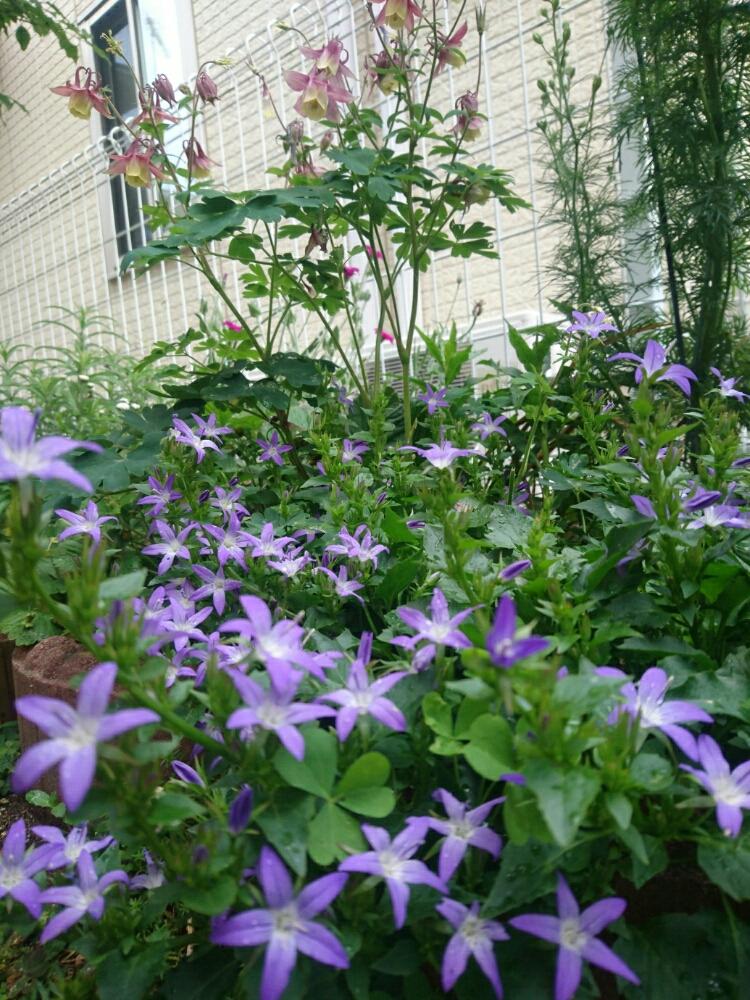 花壇の投稿画像 By ヒロリンパさん カンパニュラ アルペンブルー と我が家の花壇と成長記録と花のある暮らしと紫の花と咲いた 18月5月13日 Greensnap グリーンスナップ