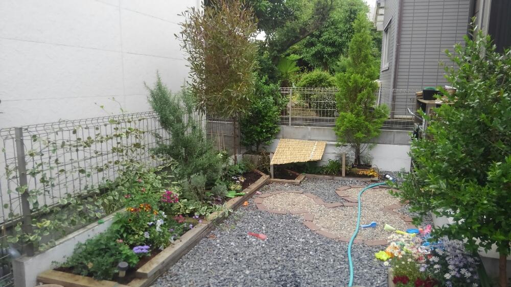 ゴールドクレストの投稿画像 By 宏之助さん ドドナエアとシンボルツリーと手作りの庭と半日陰と花壇とdiyと我が家の花壇 18月5月13日 Greensnap グリーンスナップ