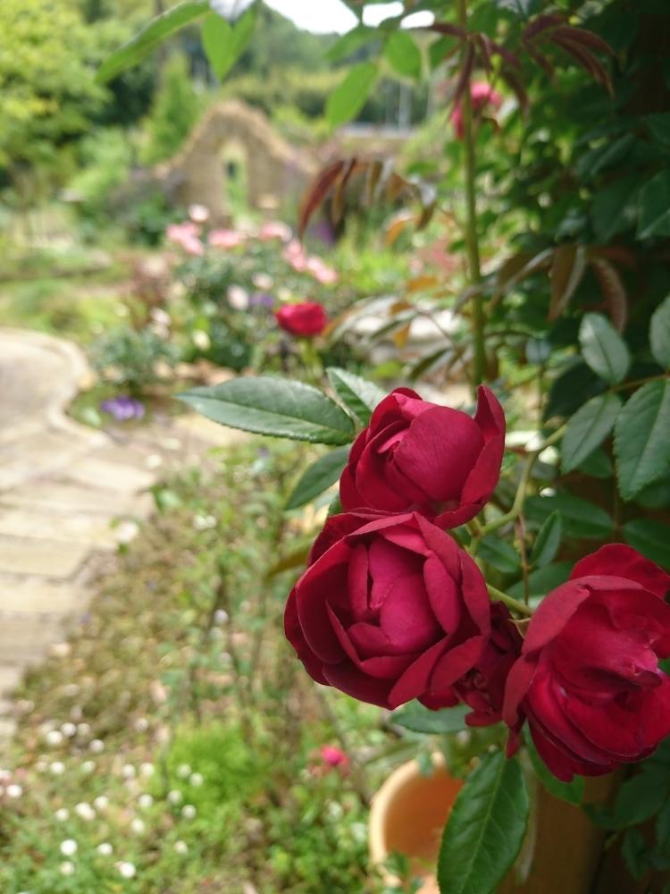 バラ 紅玉の投稿画像 By モコさん バラ ミニバラとマイガーデンと咲いた と木のアーチ 18月5月13日 Greensnap グリーンスナップ