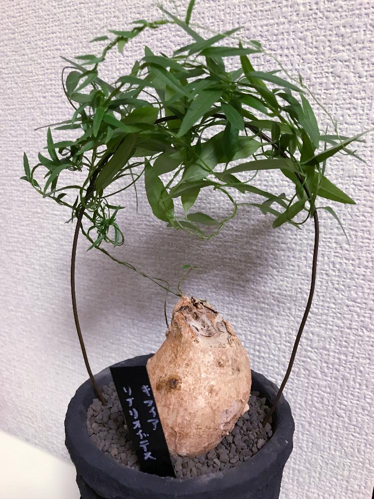 Cyphia Linarioidesの投稿画像 By ツバキさん キフィア リナリオイデスと育て方がわからないとgs映えとgs日和とコーデックスと塊根 植物とタニラーとバルコニストとレア植物コンテスト第2弾 18月5月13日 Greensnap グリーンスナップ Cyphia Linarioidesの投稿画像 By ツバキさん キフィア リナリオイデスと育て方がわからないとgs映えとgs日和とコーデックスと塊根 植物とタニラーとバルコニストとレア植物コンテスト第2弾 18月5月13日 Greensnap グリーンスナップ