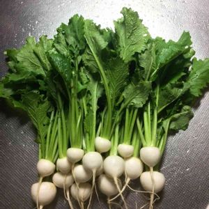 小かぶ,はたけ,収穫,収穫物,自家製野菜の画像