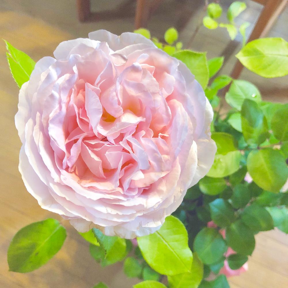 メルヘンツァウバーの投稿画像 by wakoさん｜メルヘン ツァウヴァーと薔薇とミニバラ・バラとばら バラ 薔薇と