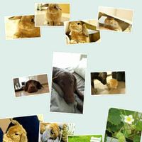 イチゴ,紅ほっぺ,実がなる,かわいいな♡,ホーランドロップの画像