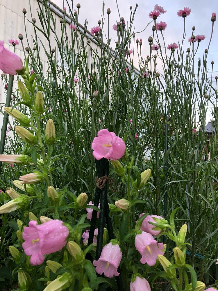 カンパニュラの投稿画像 By Fonmoroさん ヤグルマギクとツリガネソウとガーデニング大好き とピンク ピンクとピンクと花のある暮らしと地植えとiphone撮影と花壇j 18月5月13日 Greensnap グリーンスナップ