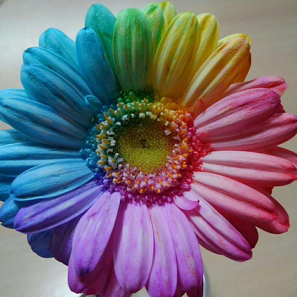ベスト虹色 花 最高の花の画像