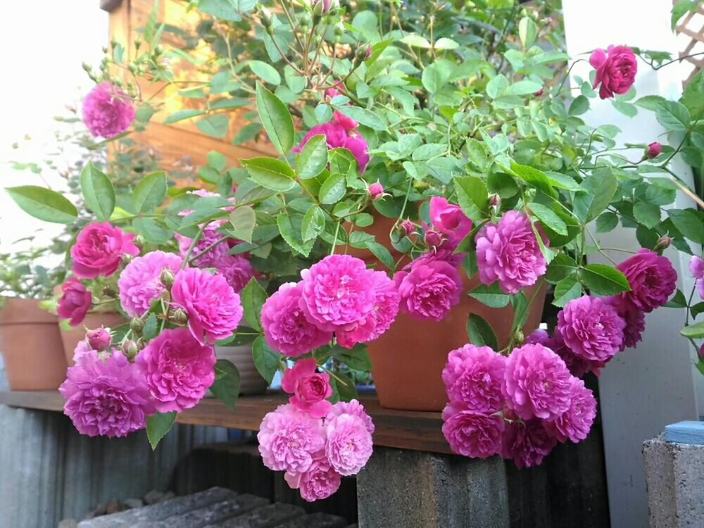 ミニバラ スイートチャリオットの投稿画像 By ナオリンさん 長崎と花のある暮らしとばら バラ 薔薇 18月5月14日 Greensnap グリーンスナップ