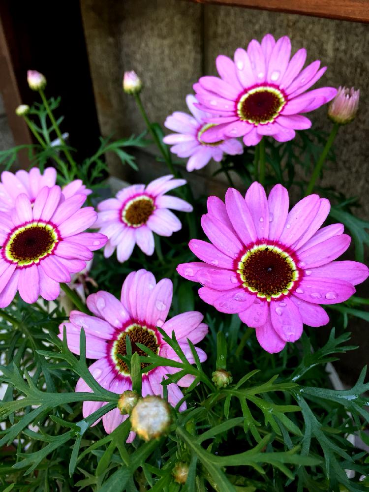 マーガレット マックスマム ピンクの投稿画像 By のん さん マーガレットと花のある暮らしとピンクの花 2018月5月14日 Greensnap グリーンスナップ