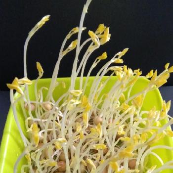 もやし Greensnap グリーンスナップ