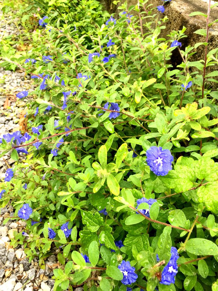 アメリカンブルー の投稿画像 By Hitoさん 実家の庭とタニラーと花のある暮らしと地植えと青空とバルコニスト 18月5月14日 Greensnap グリーンスナップ