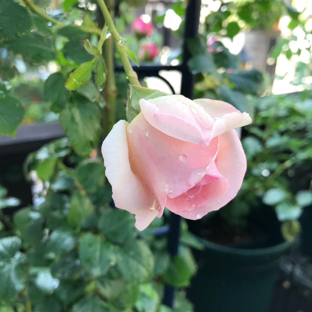 ばら バラ 薔薇の投稿画像 By 松ぼっくりさん 葉っぱツヤツヤとウッドデッキとつるバラと薔薇のある暮らし と大輪の花と鉢植えとピンク色の花とかわいい 18月5月14日 Greensnap グリーンスナップ