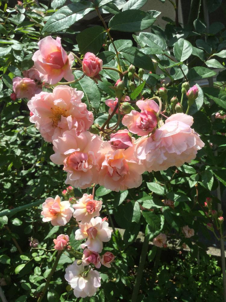 つるバラ コーネリアの投稿画像 By バラボンさん 無農薬と薔薇 とつるバラ 18月5月14日 Greensnap グリーンスナップ