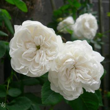 うちの薔薇たち•••laurelの画像 by ローレルさん | バラ・オールドローズとマダムアルディと白い花とうちの薔薇たち•••laurel