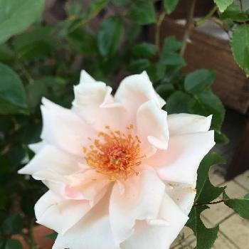 まりもっちのアルバム Greensnap グリーンスナップ