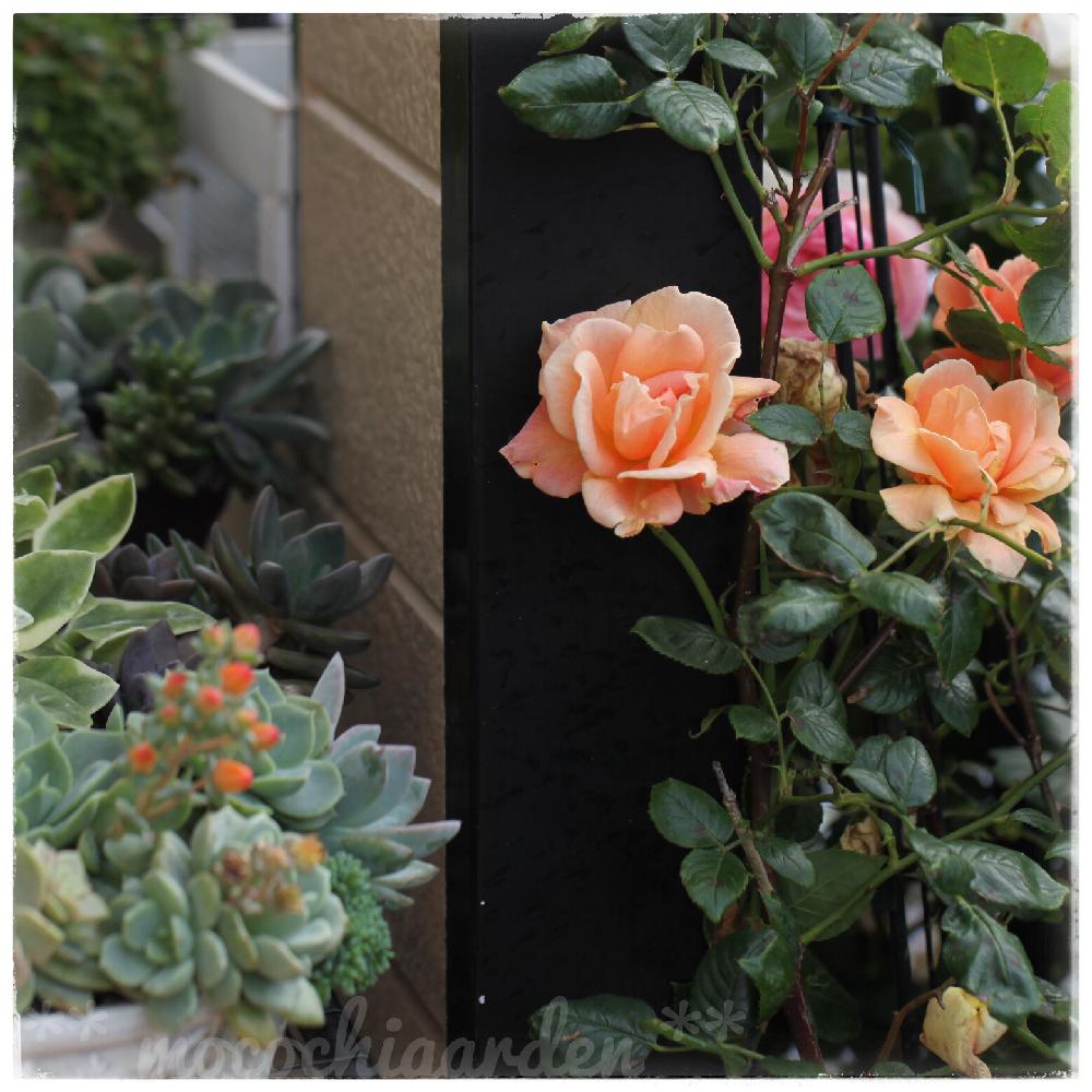 ロイヤルサンセットの投稿画像 By ももこさん バラ園とクライミングローズとバラが咲いたよとつるバラとウチのバラ図鑑とバラのシーズン到来とローズガーデンとロザリアン 18月5月14日 Greensnap グリーンスナップ