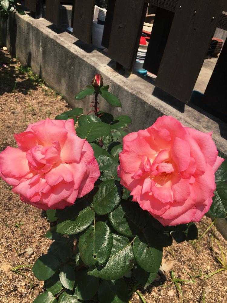 バラの投稿画像 By めいちゃんさん 真っピンク と美女と公園とピンクのバラ と華やかとgs映えとgs日和と花のある暮らし 18月5月14日 Greensnap グリーンスナップ