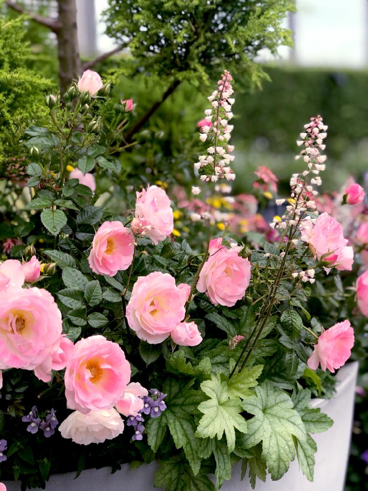 ヒューケラの投稿画像 By 茶々のお庭さん 薔薇とネメシアとhtcと屋上ガーデンと こまち多肉部 とゆるキャラ倶楽部とバラ ミニバラとお出かけ先と 寄せ植えとhtcと屋上ガーデンと こまち多肉部 とゆるキャラ倶楽部とバラ ミニバラと寄せ植え 18月5月14日