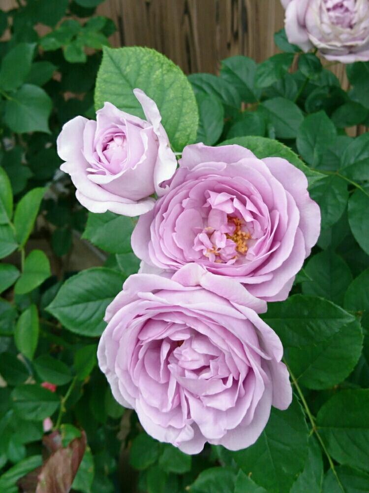 しのぶれどの投稿画像 By しらきさん バラと花のある暮らしとばら バラ 薔薇とロザリアンとバラのある暮らし 18月5月14日 Greensnap グリーンスナップ