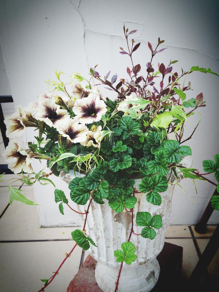 ペチュニア カプチーノの投稿画像 By Erieriさん 花のある暮らしと植中毒と小さな庭からとペチュニアの寄せ植え と花のある暮らしと植中毒と小さな庭からとペチュニアの寄せ植え 18月5月14日 Greensnap グリーンスナップ Greensnap グリーンスナップ