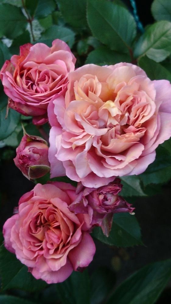 バラ マロンの投稿画像 By カピさん 花のある暮らしと好きな色とばら バラ 薔薇とロサオリエンティスとカインズバラコンテストとマロン 18月5月14日 Greensnap グリーンスナップ