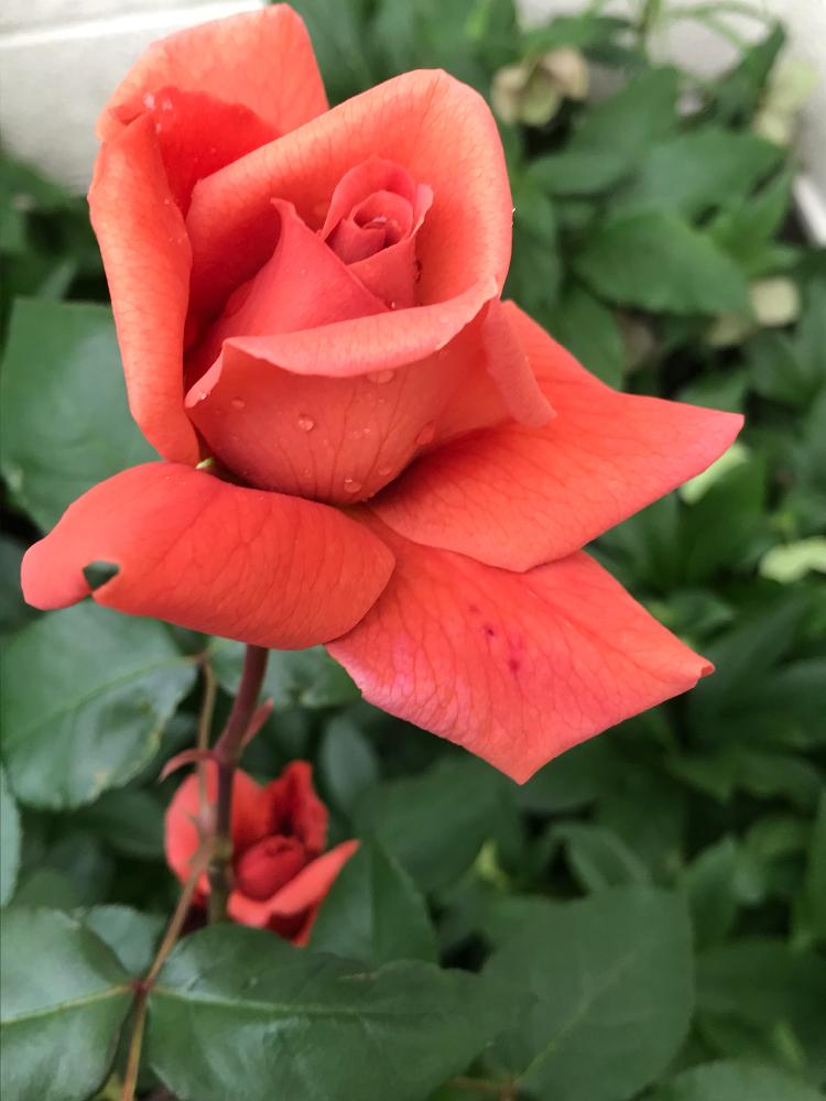 エスプレッソの投稿画像 By Vogelさん ばら バラ 薔薇とｈｔと鉢植え 18月5月14日 Greensnap グリーンスナップ