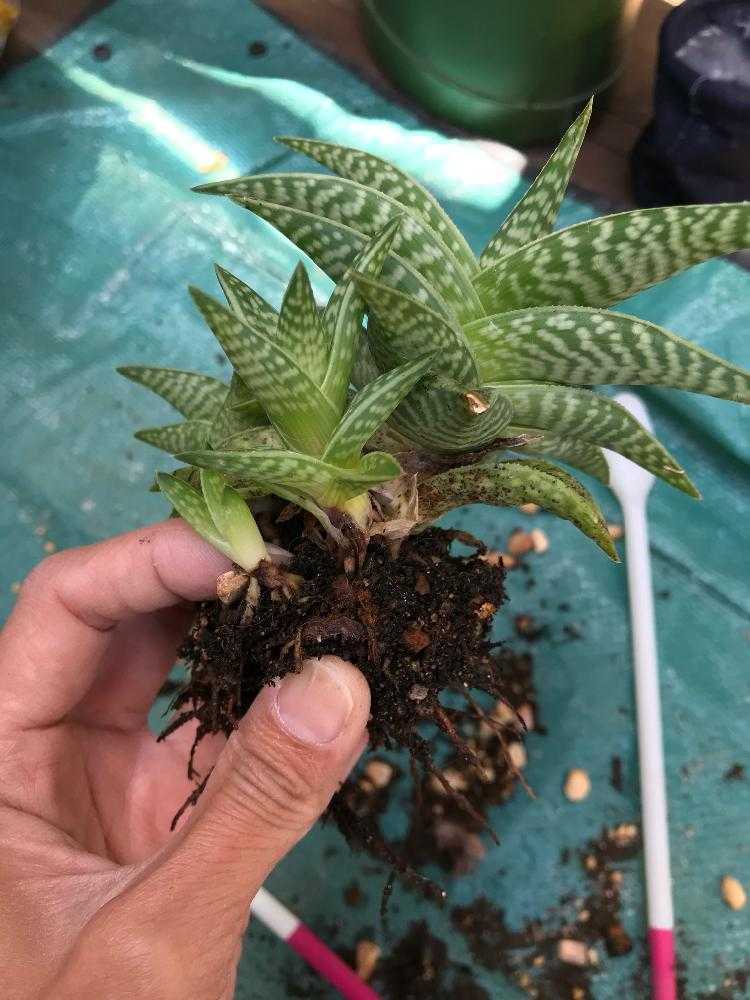 アロエ千代田錦の植え替え｜🍀GreenSnap（グリーンスナップ）