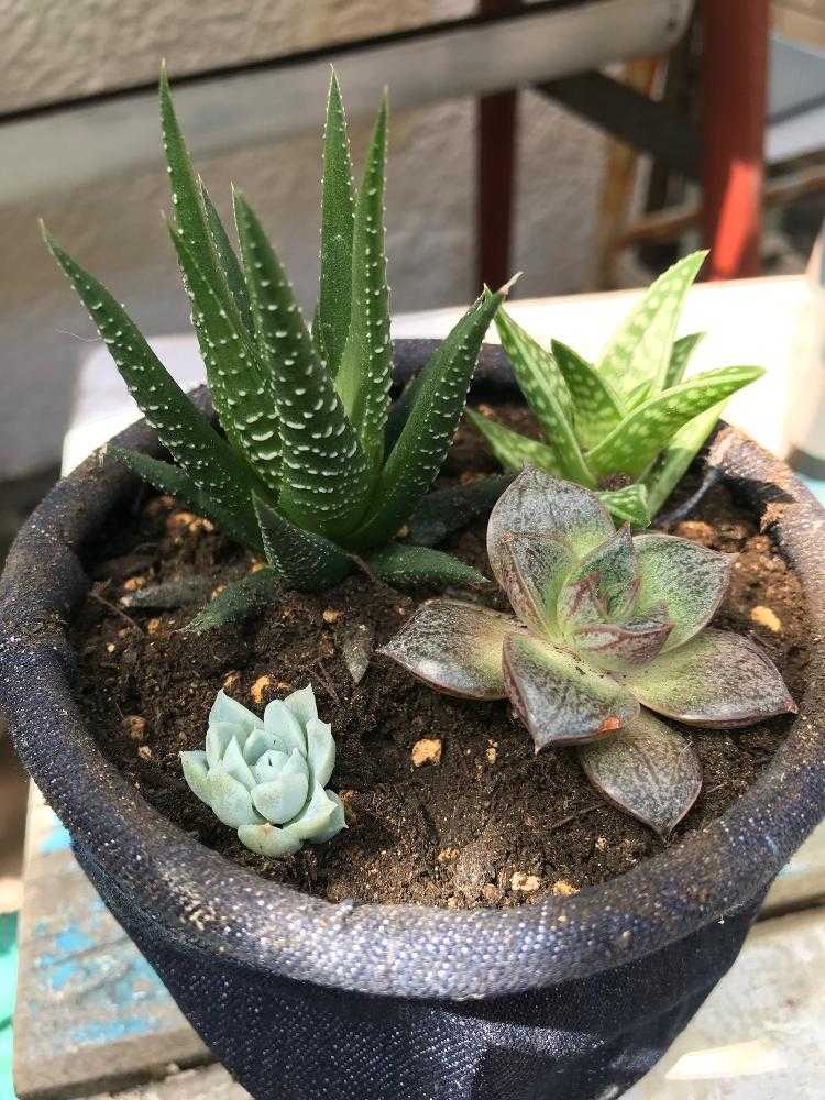 アロエ千代田錦の植え替え｜🍀GreenSnap（グリーンスナップ）