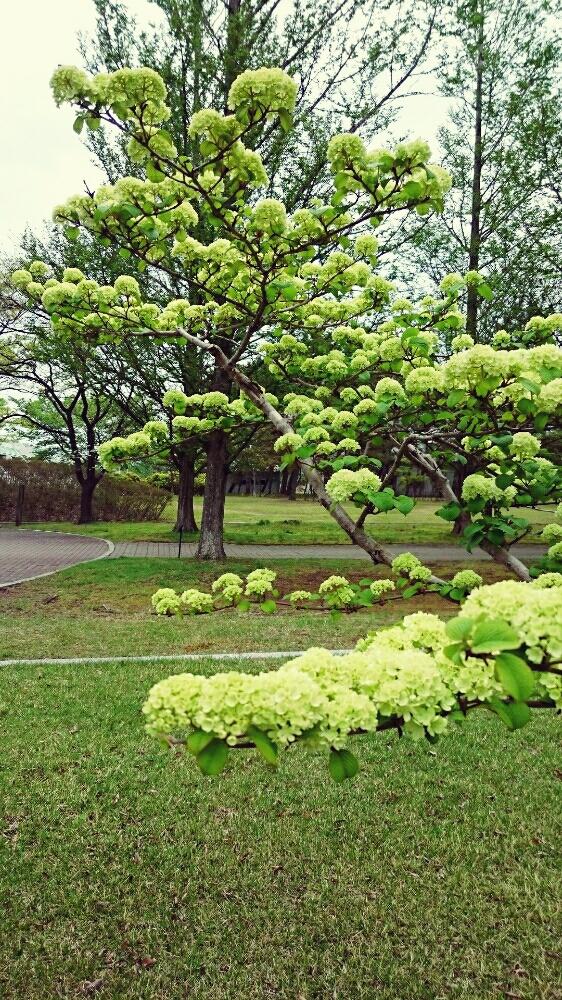 オオデマリの投稿画像 By Harkaさん 黄緑色の花と花木と地植えと植物園 18月5月15日 Greensnap グリーンスナップ