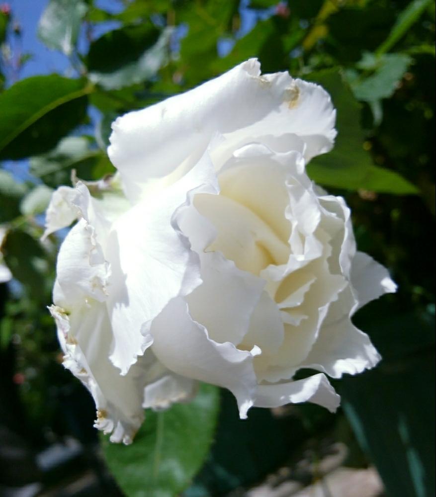 ルブランの投稿画像 By 水月 花さん バラ ミニバラと薔薇 と白い花 18月5月15日 Greensnap グリーンスナップ