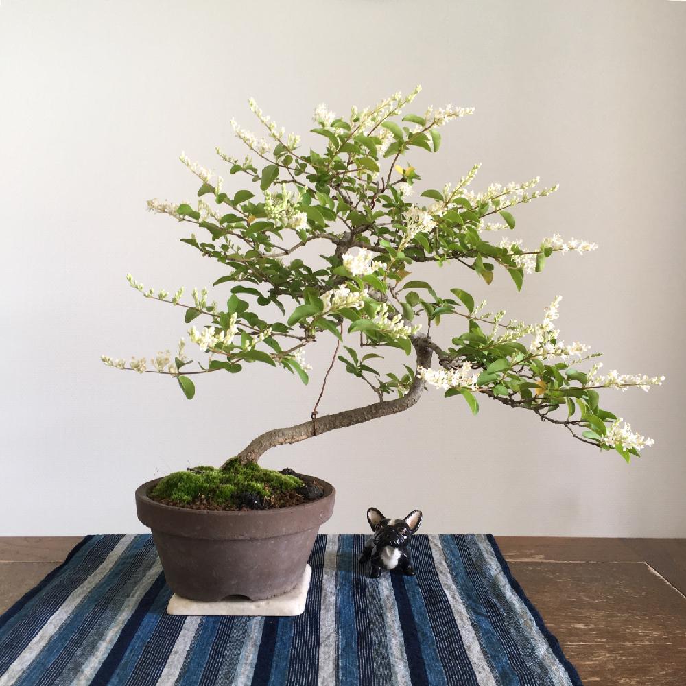 イボタの投稿画像 By Amelieさん 山採りと和の趣と和の心と鉢植えと小さな白い花と小品盆栽と盆栽とbonsai 18月5月15日 Greensnap グリーンスナップ